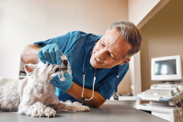 Best Walk-In Emergency Dentist in Everett, PA